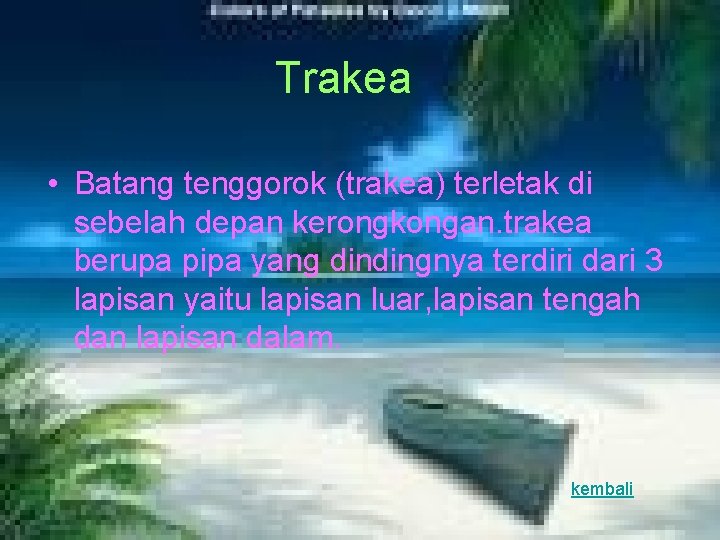 Trakea • Batang tenggorok (trakea) terletak di sebelah depan kerongkongan. trakea berupa pipa yang