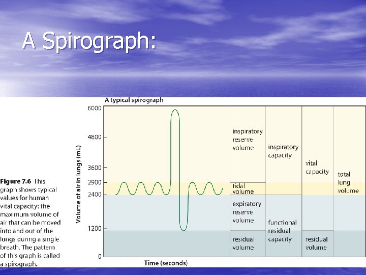 Chapter 7 The Respiratory System Goals for this