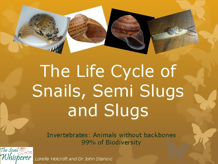 The Life Cycle of Snails, Semi Slugs and Slugs Invertebrates: Animals without backbones 99%