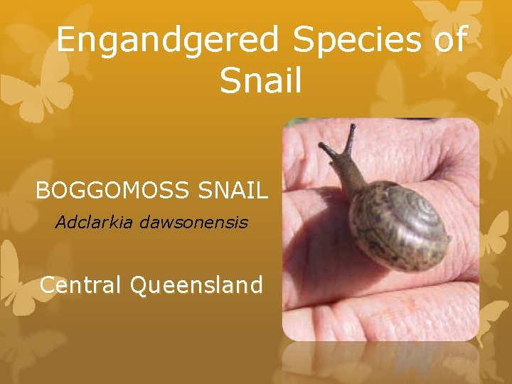 Engandgered Species of Snail BOGGOMOSS SNAIL Adclarkia dawsonensis Central Queensland 