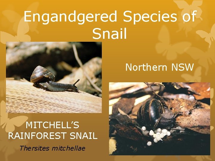 Engandgered Species of Snail Northern NSW MITCHELL’S RAINFOREST SNAIL Thersites mitchellae 