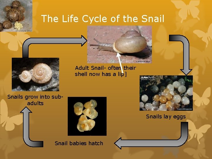 The Life Cycle of the Snail Adult Snail- often their shell now has a