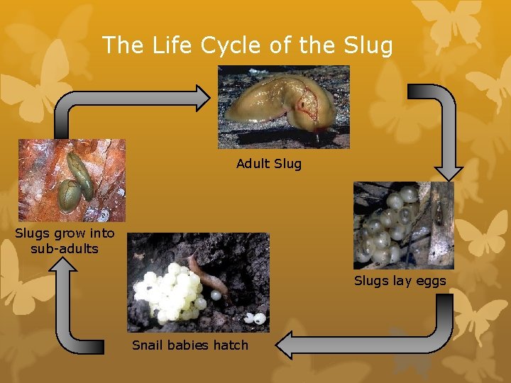 The Life Cycle of the Slug Adult Slugs grow into sub-adults Slugs lay eggs
