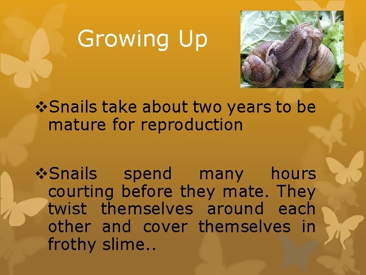 Growing Up v. Snails take about two years to be mature for reproduction v.