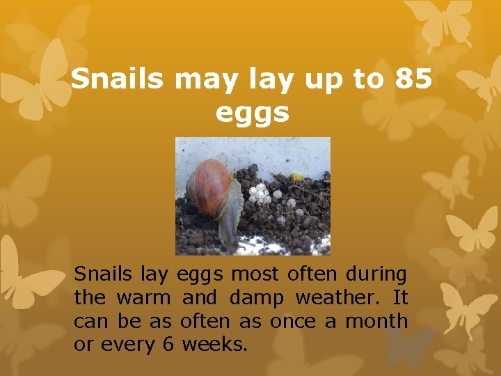 Snails may lay up to 85 eggs Snails lay eggs most often during the