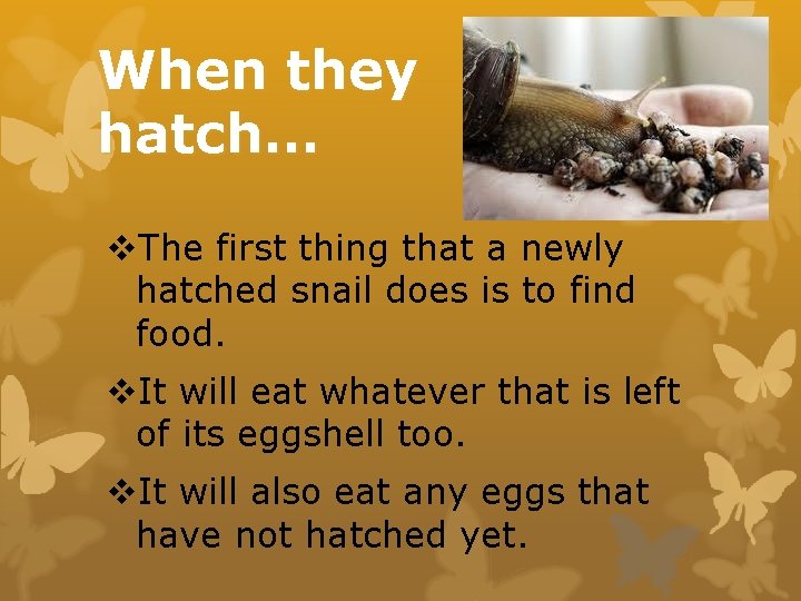 When they hatch… v. The first thing that a newly hatched snail does is