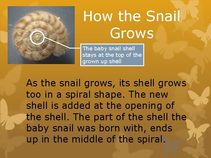 How the Snail Grows The baby snail shell stays at the top of the
