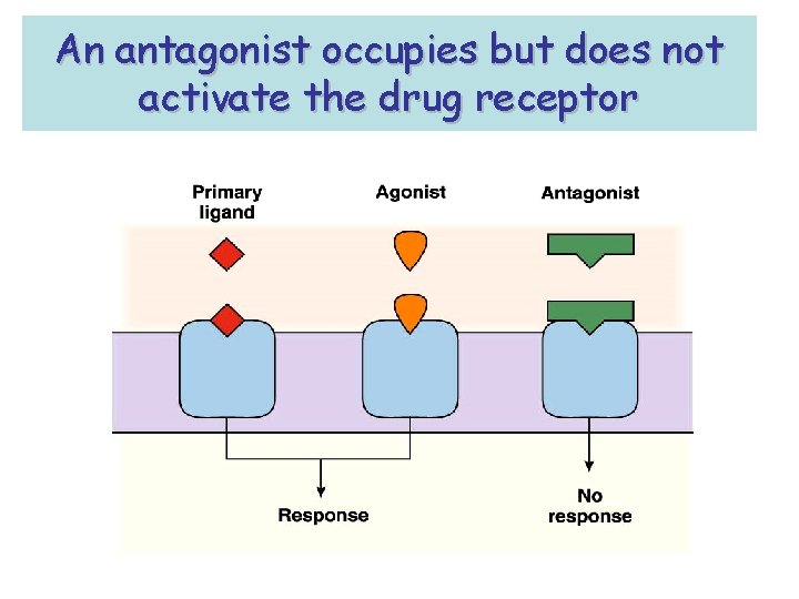 An antagonist occupies but does not activate the drug receptor 