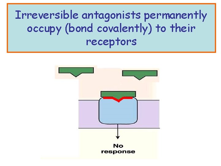 Irreversible antagonists permanently occupy (bond covalently) to their receptors 