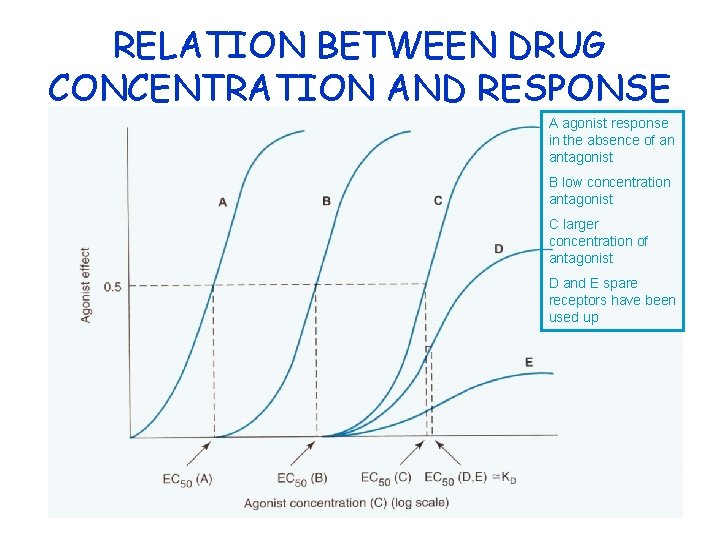RELATION BETWEEN DRUG CONCENTRATION AND RESPONSE A agonist response in the absence of an