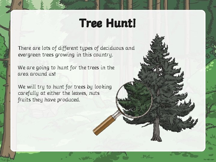 Tree Hunt! There are lots of different types of deciduous and evergreen trees growing