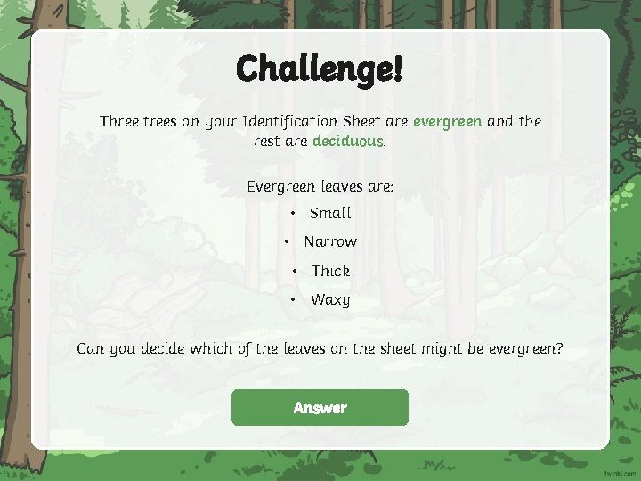 Challenge! Three trees on your Identification Sheet are evergreen and the rest are deciduous.