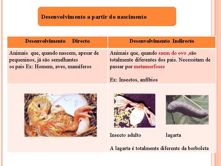 Desenvolvimento a partir do nascimento Desenvolvimento Directo Animais que, quando nascem, apesar de pequeninos,