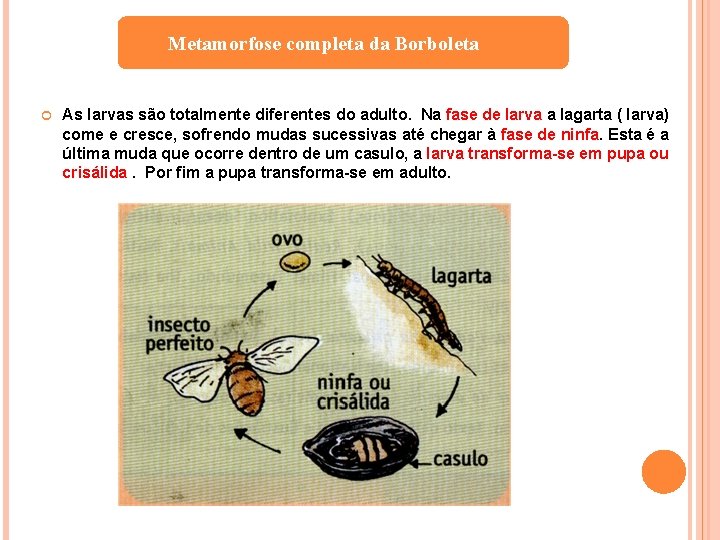 Metamorfose completa da Borboleta As larvas são totalmente diferentes do adulto. Na fase de