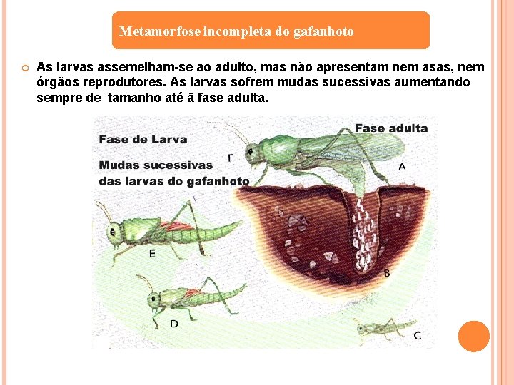 Metamorfose incompleta do gafanhoto As larvas assemelham-se ao adulto, mas não apresentam nem asas,