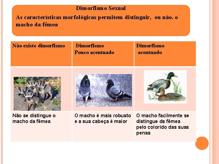 Dimorfismo Sexual As características morfológicas permitem distinguir, ou não. o macho da fêmea Não