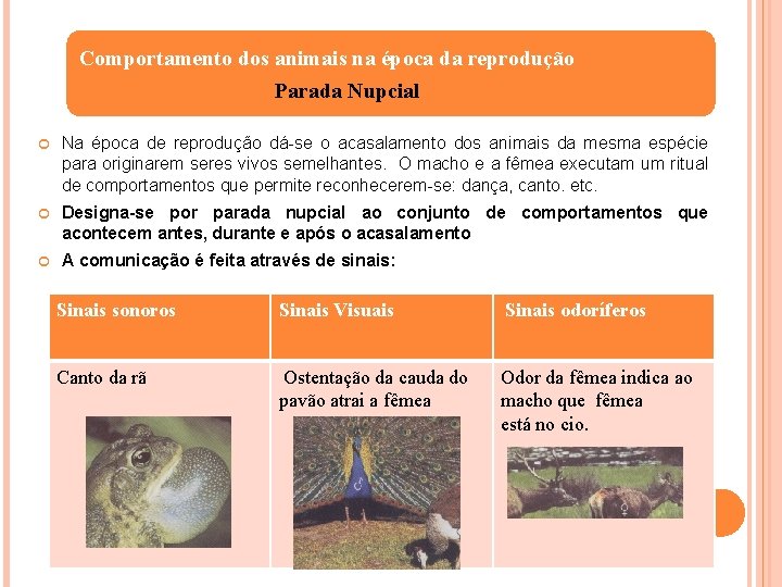 Comportamento dos animais na época da reprodução Parada Nupcial Na época de reprodução dá-se