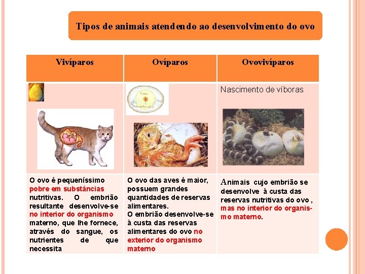 Tipos de animais atendendo ao desenvolvimento do ovo Vivíparos Ovovivíparos Nascimento de víboras O