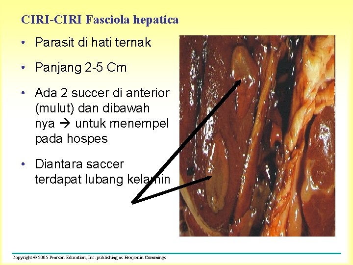 CIRI-CIRI Fasciola hepatica • Parasit di hati ternak • Panjang 2 -5 Cm •