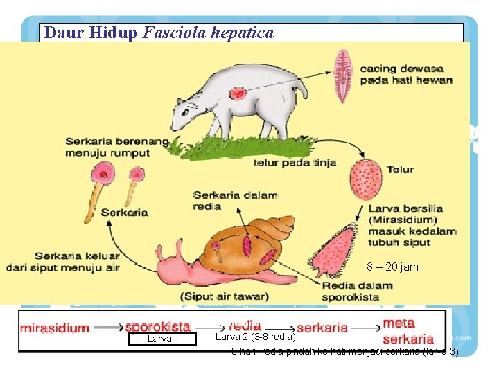 Daur Hidup Fasciola hepatica 8 – 20 jam Larva I Larva 2 (3 -8