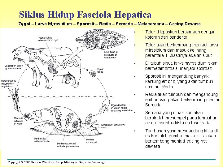 Siklus Hidup Fasciola Hepatica Zygot – Larva Myrasidium – Sporosit – Redia – Sercaria
