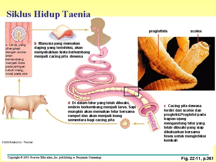 Siklus Hidup Taenia proglottids a Larva, yang dilengkapi dengan scolex akan berkembang menjadi kista