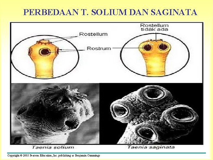 PERBEDAAN T. SOLIUM DAN SAGINATA Copyright © 2005 Pearson Education, Inc. publishing as Benjamin