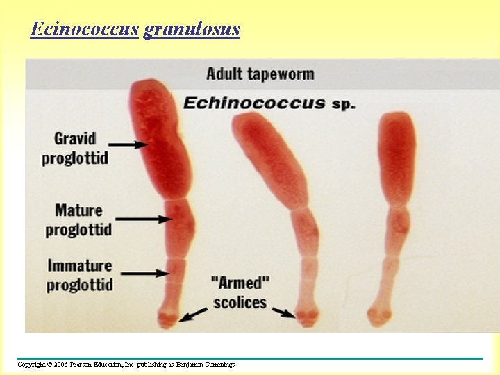 Ecinococcus granulosus Copyright © 2005 Pearson Education, Inc. publishing as Benjamin Cummings 