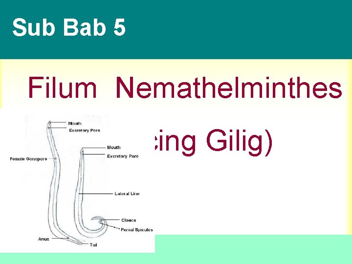 Sub Bab 5 Filum Nemathelminthes (Cacing Gilig) Copyright © 2005 Pearson Education, Inc. publishing