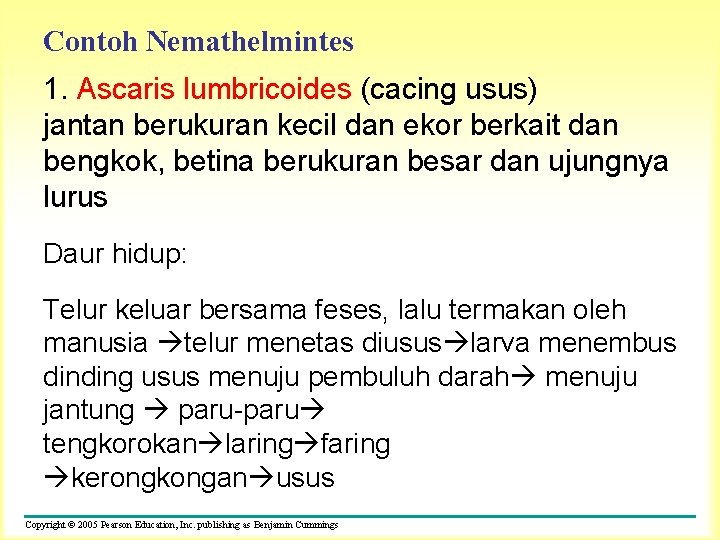 Contoh Nemathelmintes 1. Ascaris lumbricoides (cacing usus) jantan berukuran kecil dan ekor berkait dan