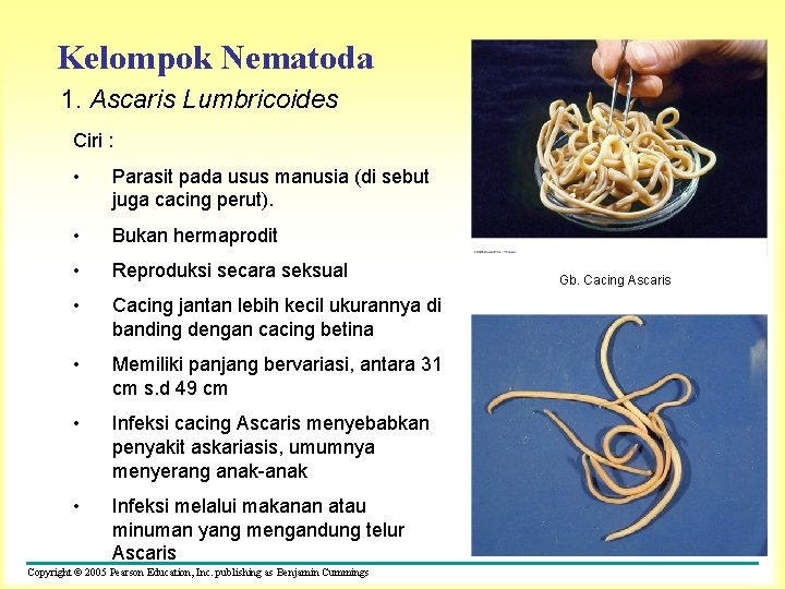 Kelompok Nematoda 1. Ascaris Lumbricoides Ciri : • Parasit pada usus manusia (di sebut