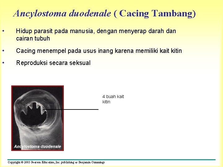 Ancylostoma duodenale ( Cacing Tambang) • Hidup parasit pada manusia, dengan menyerap darah dan