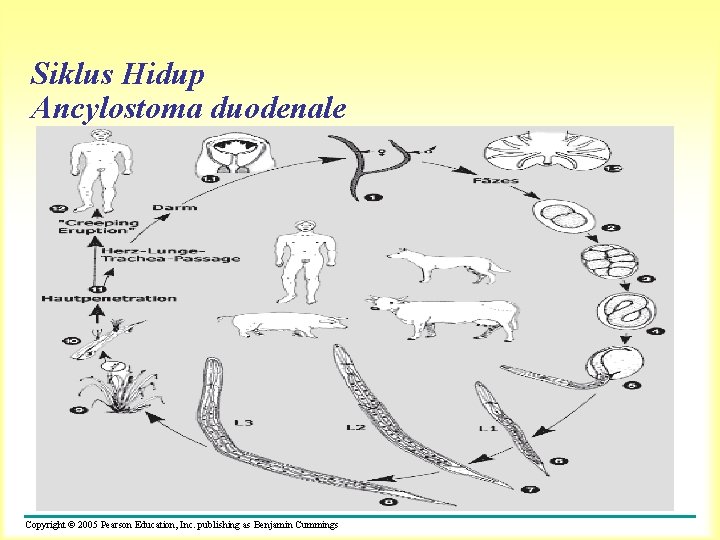 Siklus Hidup Ancylostoma duodenale Copyright © 2005 Pearson Education, Inc. publishing as Benjamin Cummings
