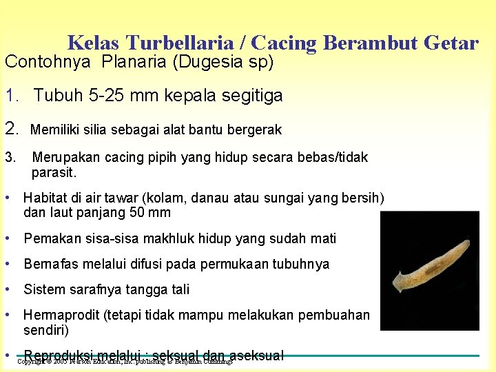 Kelas Turbellaria / Cacing Berambut Getar Contohnya Planaria (Dugesia sp) 1. Tubuh 5 -25