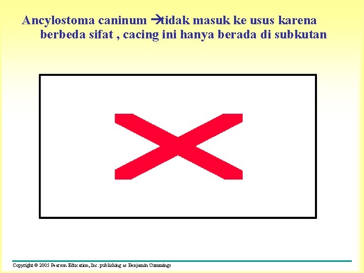 Ancylostoma caninum àtidak masuk ke usus karena berbeda sifat , cacing ini hanya berada