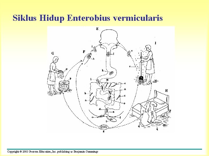 Siklus Hidup Enterobius vermicularis Copyright © 2005 Pearson Education, Inc. publishing as Benjamin Cummings