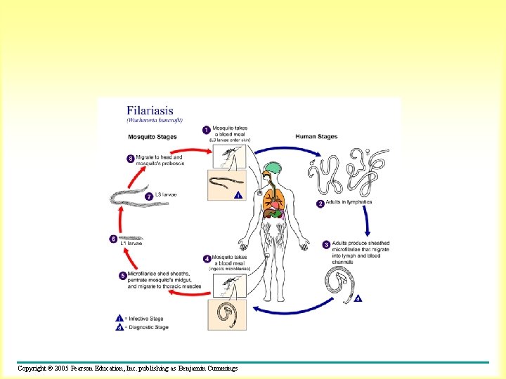 Copyright © 2005 Pearson Education, Inc. publishing as Benjamin Cummings 