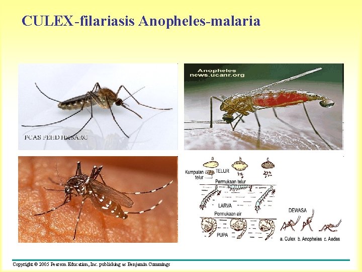 CULEX-filariasis Anopheles-malaria Copyright © 2005 Pearson Education, Inc. publishing as Benjamin Cummings 