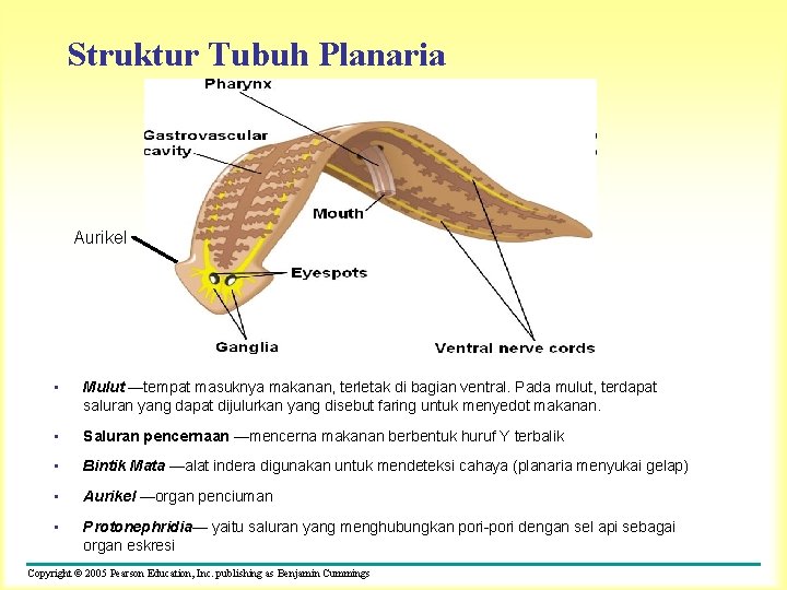 Struktur Tubuh Planaria Aurikel • Mulut —tempat masuknya makanan, terletak di bagian ventral. Pada
