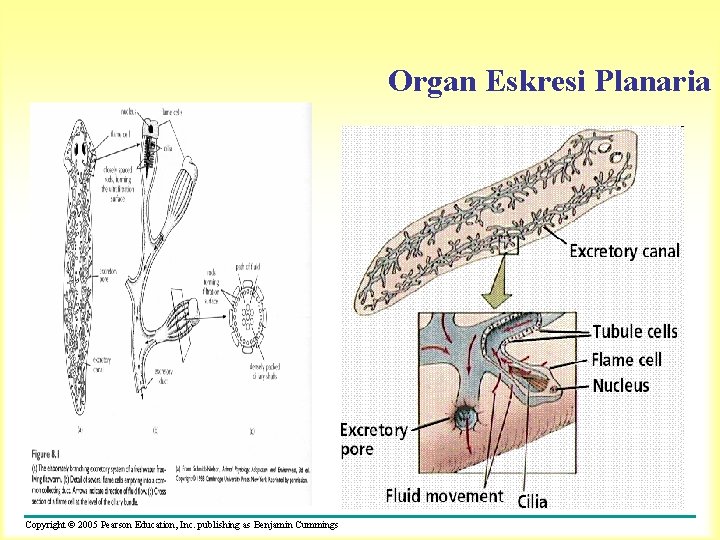 Organ Eskresi Planaria Copyright © 2005 Pearson Education, Inc. publishing as Benjamin Cummings 