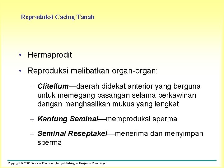 Reproduksi Cacing Tanah • Hermaprodit • Reproduksi melibatkan organ-organ: – Clitellum—daerah didekat anterior yang