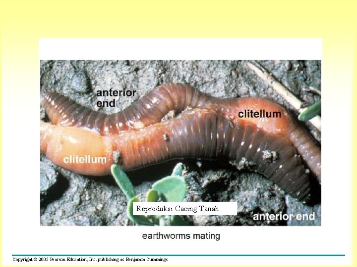 Reproduksi Cacing Tanah Copyright © 2005 Pearson Education, Inc. publishing as Benjamin Cummings 