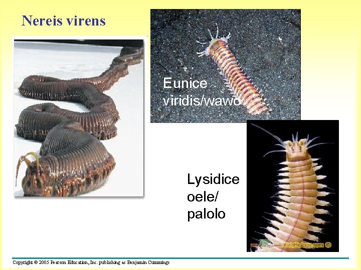 Nereis virens Eunice viridis/wawo Lysidice oele/ palolo Copyright © 2005 Pearson Education, Inc. publishing