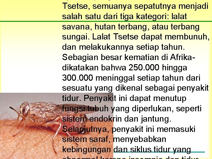 Tsetse, semuanya sepatutnya menjadi salah satu dari tiga kategori: lalat savana, hutan terbang, atau