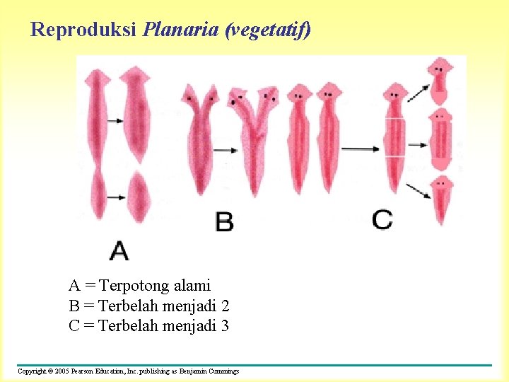 Reproduksi Planaria (vegetatif) A = Terpotong alami B = Terbelah menjadi 2 C =