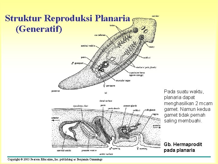 Struktur Reproduksi Planaria (Generatif) Pada suatu waktu, planaria dapat menghasilkan 2 mcam gamet. Namun