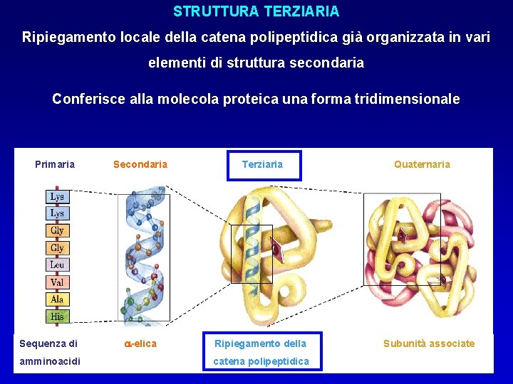 STRUTTURA TERZIARIA STRUTTURA NATIVA Ripiegamentoconformazione locale della catena polipeptidica già organizzata in vari funzionale