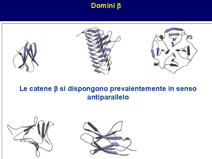 Domini b Le catene b si dispongono prevalentemente in senso antiparallelo 