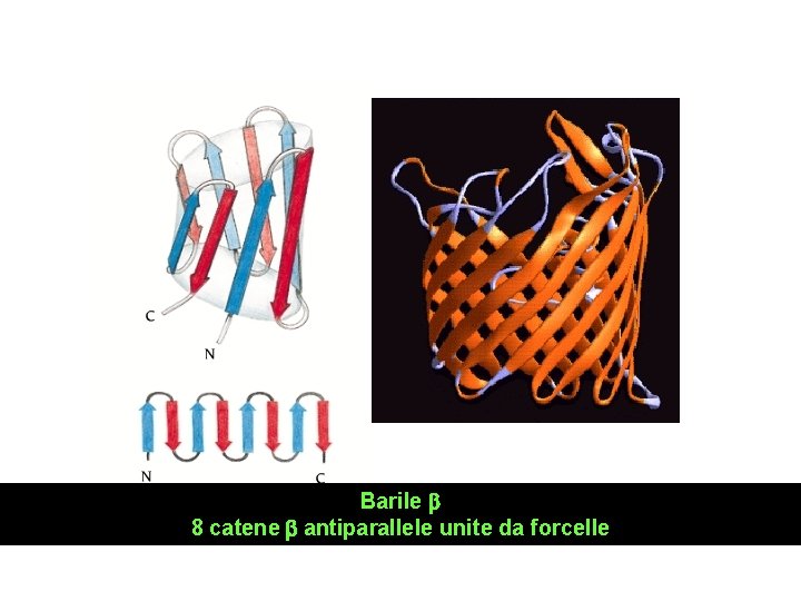 Barile b 8 catene b antiparallele unite da forcelle 