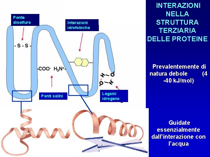 Ponte disolfuro INTERAZIONI NELLA STRUTTURA TERZIARIA DELLE PROTEINE Interazioni idrofobiche Prevalentemente di natura debole